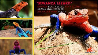 Mwanza Lizard  Mwanza flat headed rock agama  the Spider Man agama [upl. by Greggory]