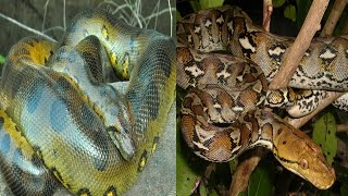 Green Anaconda amp Reticulated Python  The Differences [upl. by Trin]