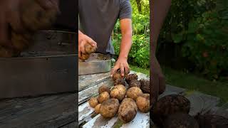 Container Potatoes – What we got [upl. by Dee Dee]