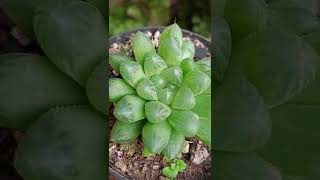 Haworthia Cooperi [upl. by Lindy]