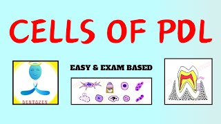 Cells of PDL  Periodontal ligament  Dental Lectures [upl. by Isolda667]