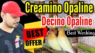 Love bird Creamino Opaline Best Pairing  Special Offer  Albino Creamino  Welcome Aviary official [upl. by Antipas]