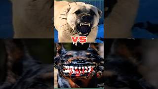 tibetan mastiff vs kangal vs dober man vs dog argentino vs wolf [upl. by Ahsratan]