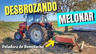 Cómo Desbrozar MELONAR con DESBROZADORA de Martillos 🚜🛠🍈🌿 [upl. by Korie]