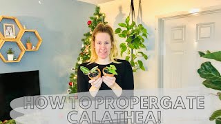 HOW TO PROPAGATE CALATHEA Calathea separation and propagation [upl. by Corilla]