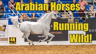 Scottsdale Arabian Horse Show Liberty Run Finals [upl. by Poliard814]