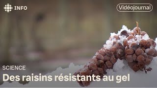 Un vaporisateur antigel en aide aux vignobles [upl. by Geddes]