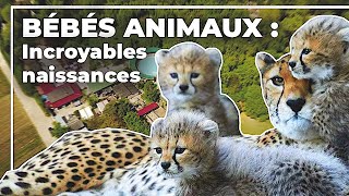 Bébés animaux  incroyables naissances [upl. by Ragucci]