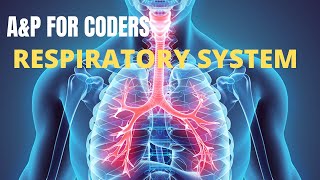 ANATOMY amp PHYSIOLOGY FOR CODERS IN 2021  CHAPTER 03 RESPIRATORY SYSTEM [upl. by Schaper]