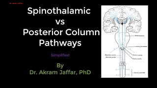 Spinothalamic and posterior column sensory pathways simplified [upl. by Naesad]