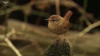 Winter Wren [upl. by Ailliw]