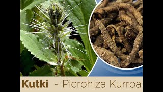 Picrorhiza kurroa kutki explain in detail explain all pharmacological points and properties [upl. by Isaacs]