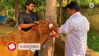 Impaction of rumen in cow l Tympany l Bloat l ग़ोबर का बंद l अफारा l Dr Umar Khan [upl. by Timothee]