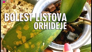 Orhideja i promjene na listova  Gljivična bolest [upl. by Aznaed264]