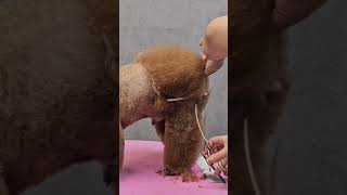 POODLES TURNING INTO MUSHROOM STYLING AND NEW GROOMING 🐾😃🙉 pets cutepet dog puppy groominglife [upl. by Brennen]