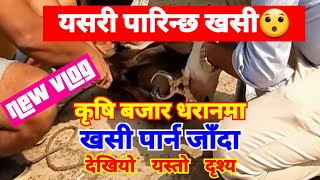 male goat castration in nepal  नेपालमा यसरी खसी पारिन्छ। [upl. by Ramsay247]