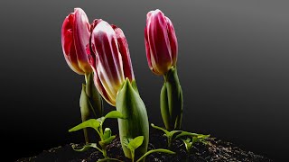 Tulips Growing Time Lapse  90 Days From Bulbs [upl. by Notyalc]