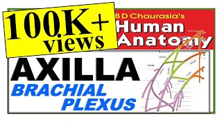 Chp4  Axilla  Brachial Plexus  Upper Limb  BD Chaurasia Regional Anatomy  Dr Asif Lectures [upl. by Cilka731]