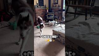 My Siberian Husky LOVES Cheese Husky Puppy Excited To Share Bday Dinner shorts husky dogshorts [upl. by Yltsew147]