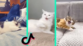 Nestle Crunch tiktok cat compilation [upl. by Sandell395]