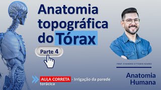 AULA CORRETA  Anatomia do tórax parte 4  Irrigação da parede torácica [upl. by Gardell94]