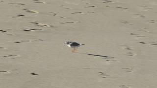 Piping Plover Running on Sand [upl. by Felic980]