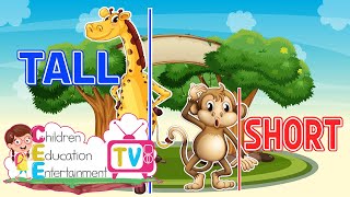 Tall and Short  Compare Heights  Kindergarten Lessons  Math for Kids [upl. by Leummas83]