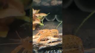 Cambarellus patzcuarensis CPO shrimptank [upl. by Namia]