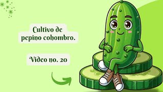 Cultivo pepino cohombro [upl. by Curnin247]