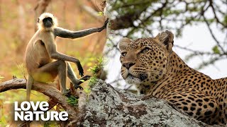 Drunk Monkeys Targeted by Hungry Leopard  Love Nature [upl. by Goldy]