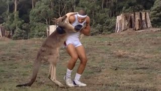 Kangaroo Fight Man [upl. by Royal134]