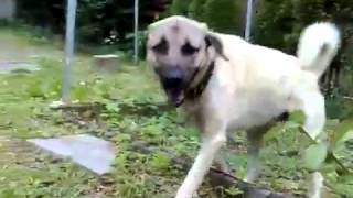 Rottweiler vs Kangal  STRONG FIGHT [upl. by Amilah417]