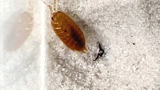 アリジゴクとワラジムシの攻防 Battle of antlion and woodlouse [upl. by Iver]