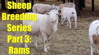 Sheep Breeding Series  Part 3 Selecting Rams for Breeding and Courting Behavior [upl. by Adiesirb]