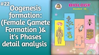 Oogenesis Explained Female Gamete Formation amp Phases l formation of Oogenesis l Oogenesis process [upl. by Swen]