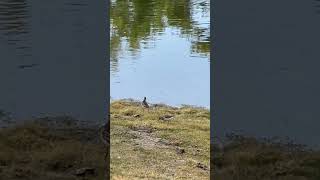 Sandpiper and Babies [upl. by Sena162]