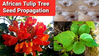 African Tulip Tree Seed Propagation  Spathodea Campanulata [upl. by Ianteen]