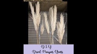 DIY DRIED Pampas Grass for Wedding [upl. by Marline]