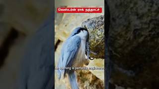 பூச்சியை நசுக்கி விரிசலை அடைக்கும் பறவை😱 shorts nuthatch birds [upl. by Eylatan]