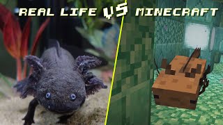 10 Differences Between Minecraft and Real Axolotls  Minecraft vs Real Life [upl. by Janot]