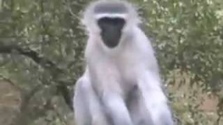 Vervet Monkeys Alarm Call WildEarth 120308 [upl. by Schouten]