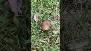 A quotweeping widowquot mushroom  Lacrymaria psathyrella  fungus fungi [upl. by Vescuso]