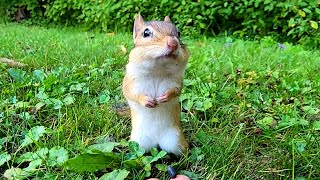 새 짖는 소리에도 자주 놀라는 다람쥐 케빈 Kevin a chipmunk who is often startled by birds sound [upl. by Erdnaek]