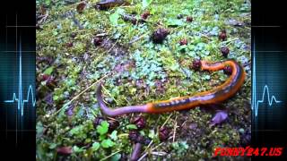 Monster leech swallows giant worm ☆ Amazing Animal [upl. by Nnorahs]