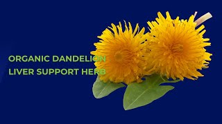 The Golden Benefits of Dandelion for Liver Health [upl. by Eutnoj]