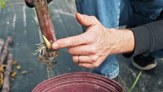 How to Propagate Sugarcane We Tried Multiple Methods of Micropropagation and this was the BEST [upl. by Atsugua115]