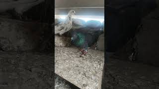 3 ghanta udega 🐦🥰 pigeonshort video [upl. by Sadira133]