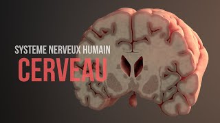 Comment fonctionne le cerveau Système nerveux humain Animation [upl. by Aitnwahs]