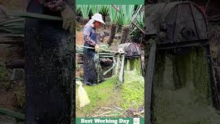 Best working day 1120 Sisal processing process [upl. by Yreffeg]