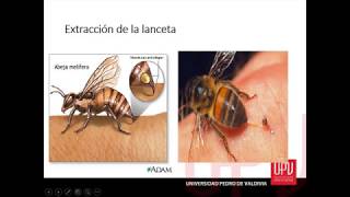 Picaduras de abeja P3 [upl. by Jarin818]